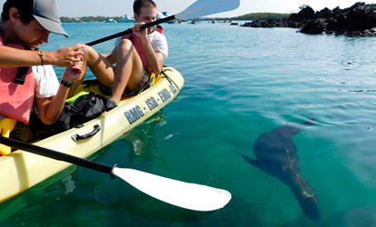 Kayaks with a sea lion