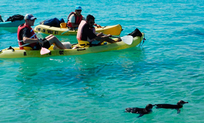 Kayaks with penguins