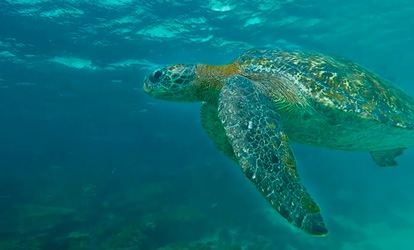 Sea turtle.