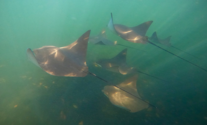 Group of stingray.