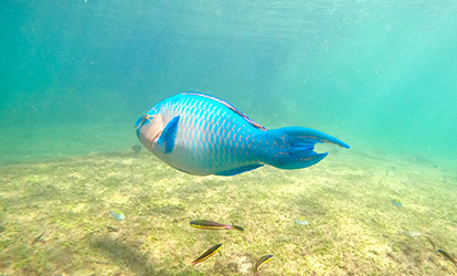 Parrot fish.