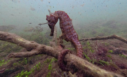 Seahorse