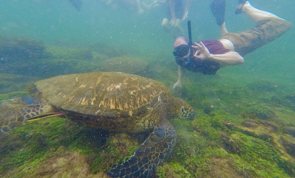 Snorkeling with sea turtle