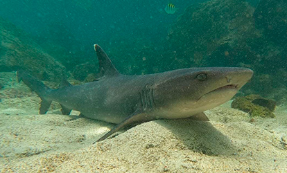 White tip shark