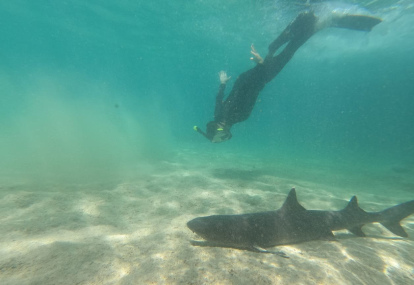 Snorkeling next to a white tip shark.