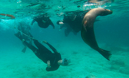 Snorkeling with sea lion.