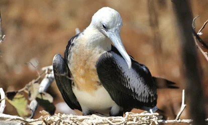 Baby frigatebird in a nest.