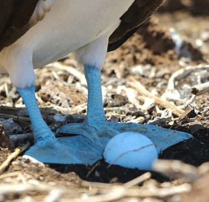 Blue-footed booby with an egg.
