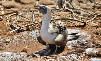 Blue footed booby with its young.