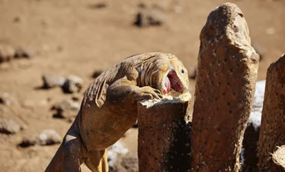Galapagos land iguana eating a cactus.