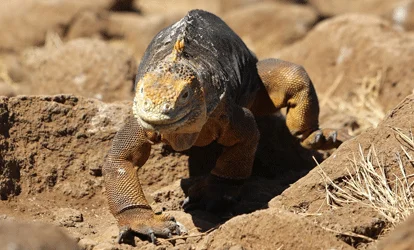 Galapagos land iguana on North Seymour Island.