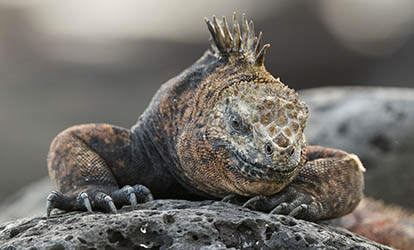 Iguana marina descansando sobre una roca.
