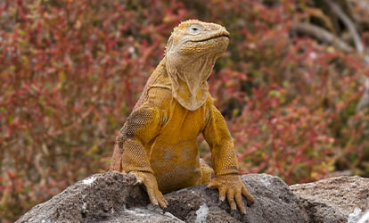 Iguana terrestre de Galápagos posada sobre una roca.