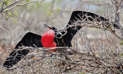 Male frigatebird with wings spread.