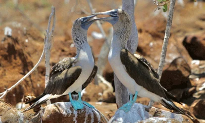 Pair of blue-footed boobies.