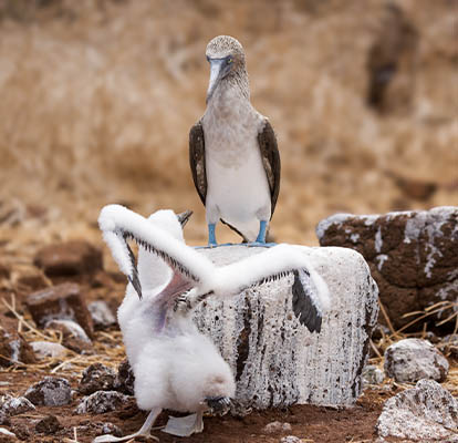 Personas fotografiando a un piquero de patas azules y su polluelo en Santa Cruz.