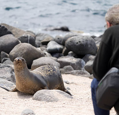 Persona fotografiando a un lobo marino juvenil.