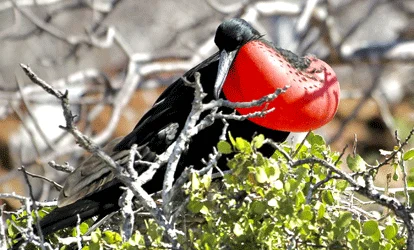 Red-breasted male frigatebird on a tree.