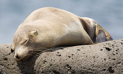Sea lion resting on a rock.