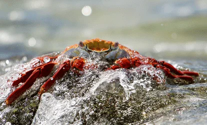 Zayapa of Galapagos on a rock.