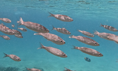 Grupo de peces de color claro nadando cerca de arrecife.