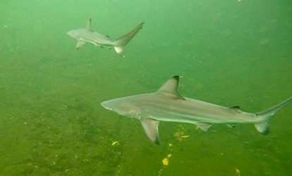 Blacktip shark.