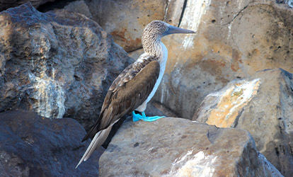 Blue-footed booby.