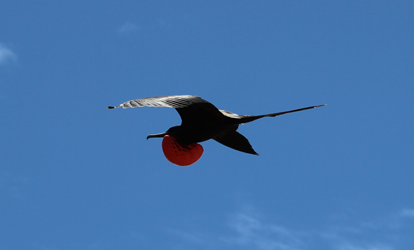 Fragata macho volando con pecho rojo inflado.