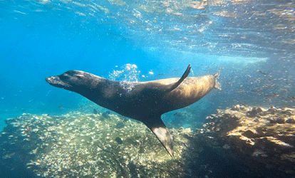 Leon marino nadando junto a peces en arrecife.