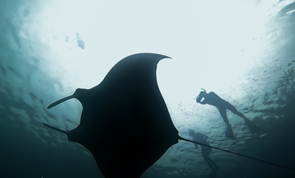 Turistas nadando sobre manta raya.