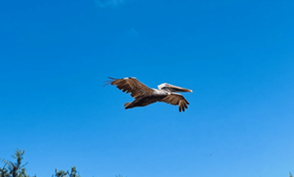 Pelicano volando sobre vegetacion propia de Galapagos.