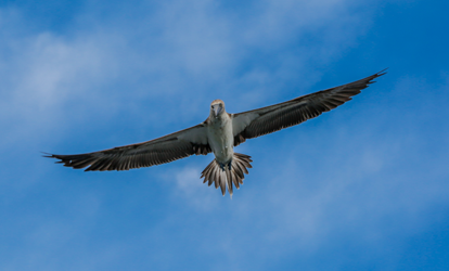 Piquero de patas azules volando con alas extendidas en cielo despejado.