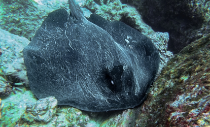 Raya de color negro nadando en arrecife.