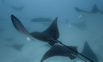 Grupo de rayas stingray nadando.