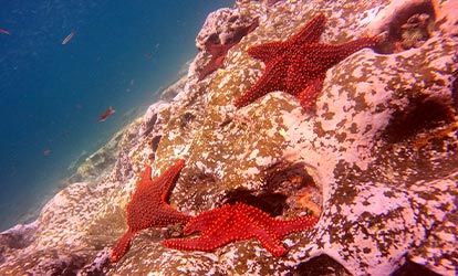 Sea stars.