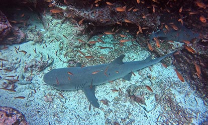 Shark next to a school of fish.