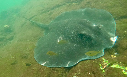 Stingray ray.