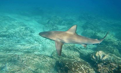 Tiburón de Galapagos nadando sobre arrecife.