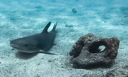 Tiburon tintorera nadando en el fondo marino junto a piedra.