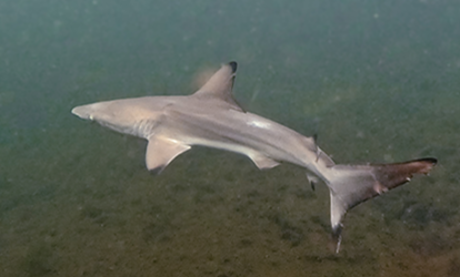 Tiburon punta negra nadando.