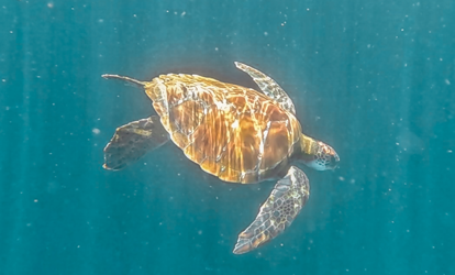 Tortuga marina con caparazón marrón claro.