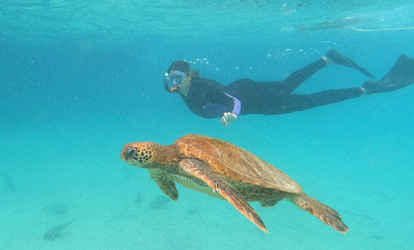 Turista haciendo snorkeling junto a tortuga marina.
