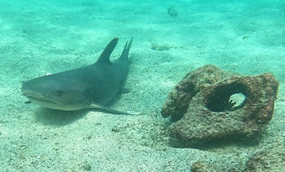 Whitetip reef shark.