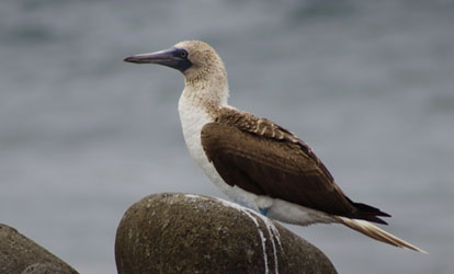 Blue footed booby