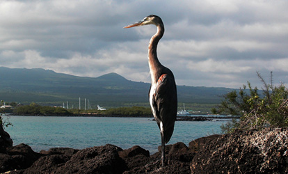 Lava Heron 