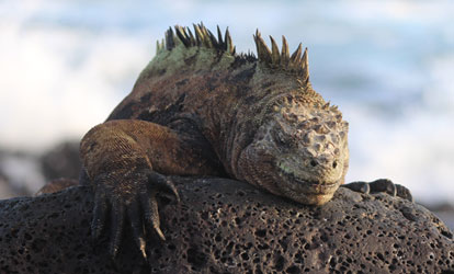 Marine iguana