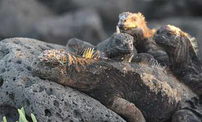 Marine iguanas