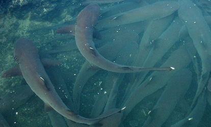 White tip sharks